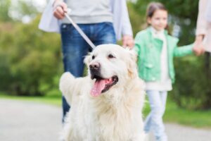 petdardas.com