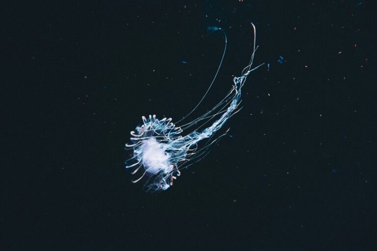 Calamariere