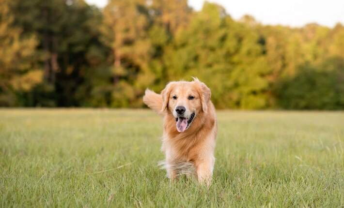 Top 10 Family-Friendly Dog Breeds Every Household Should Consider Every Household Should Consider