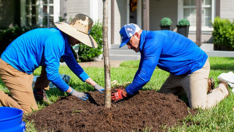 Arborists in Conservation Efforts