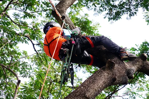 The Role of Arborists in Conservation Efforts Arborists in Conservation Efforts