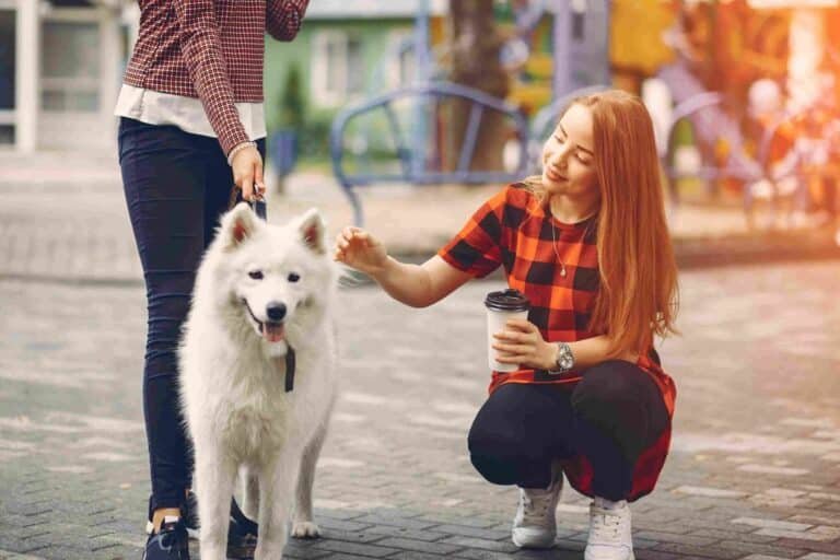 Tips for Making the Most of Your Dog’s Boarding Experience Dog's Boarding Experience